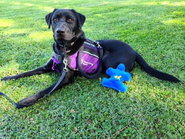 /Images/uploads/International Guiding Eyes Inc/gdapawsitivitycalendar/entries/20046thumb.jpg